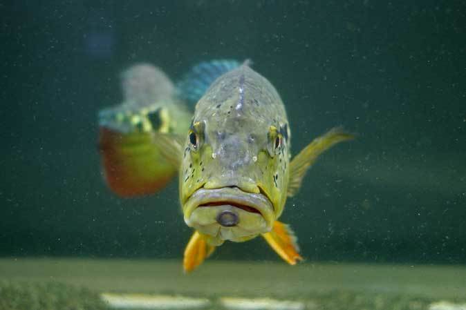 キクラ・テメンシスとプレコたち（東京タワー水族館） : 続々・動物園ありマス。