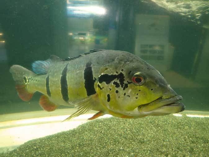 キクラ・テメンシスとプレコたち(東京タワー水族館)_b0355317_22384910.jpg