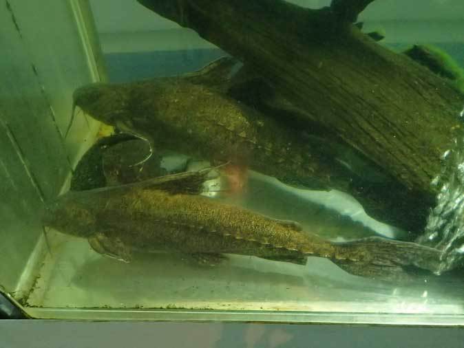 キクラ・テメンシスとプレコたち(東京タワー水族館)_b0355317_22593760.jpg