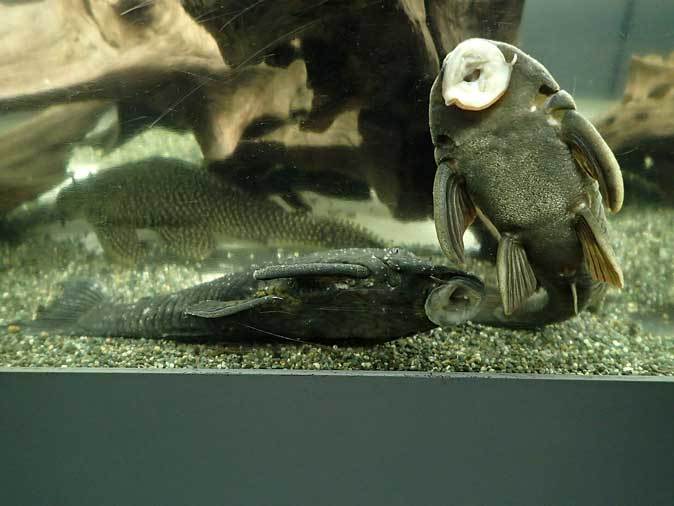 キクラ・テメンシスとプレコたち(東京タワー水族館)_b0355317_23021336.jpg