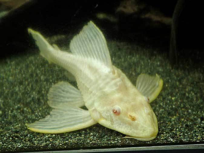 キクラ・テメンシスとプレコたち(東京タワー水族館)_b0355317_23045916.jpg