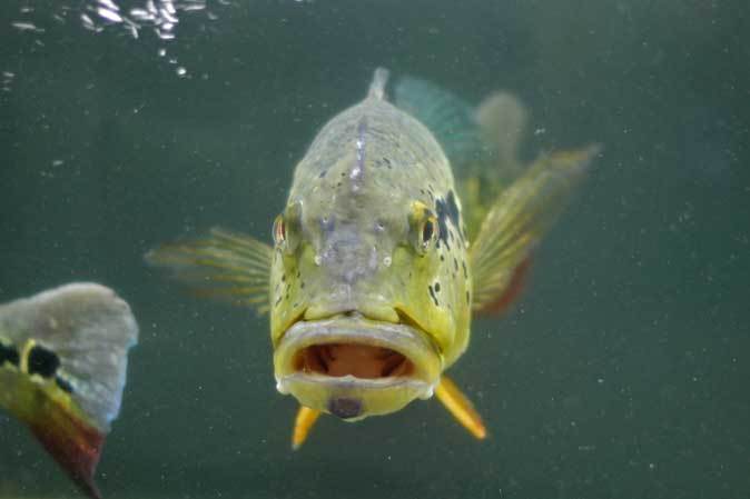 キクラ・テメンシスとプレコたち(東京タワー水族館)_b0355317_23075466.jpg