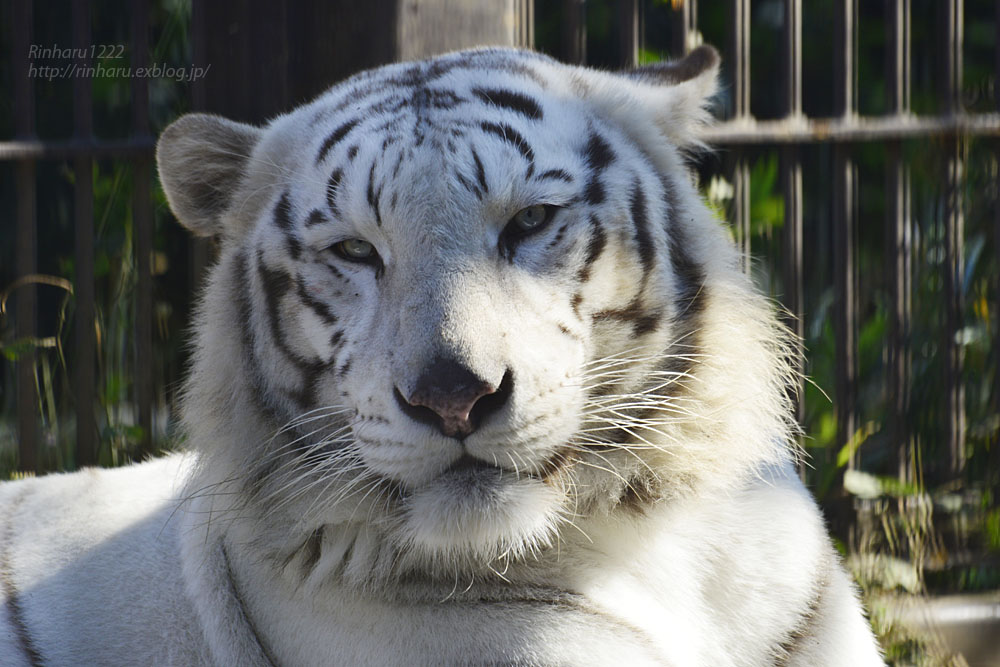 2018.11.3 宇都宮動物園☆ホワイトタイガーのアース王子とシラナミ姫【White tiger couple】_f0250322_21504719.jpg