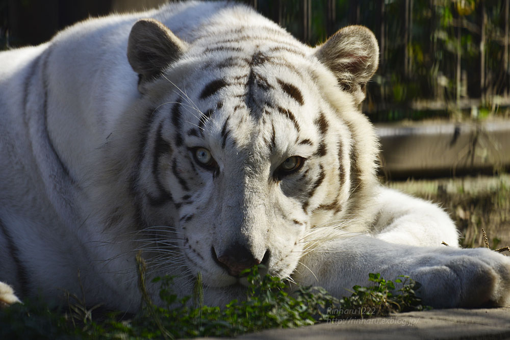 2018.11.3 宇都宮動物園☆ホワイトタイガーのアース王子とシラナミ姫【White tiger couple】_f0250322_21505272.jpg