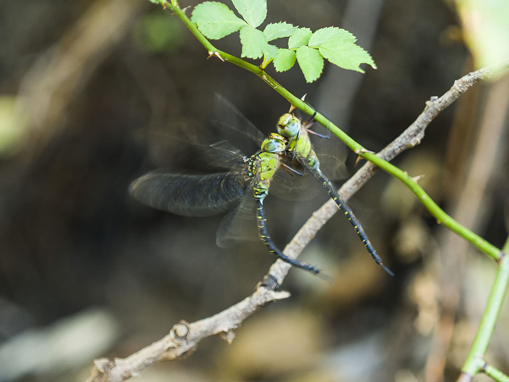 カトリヤンマ（♂） ホバリング（最終）_f0324026_22244938.jpg