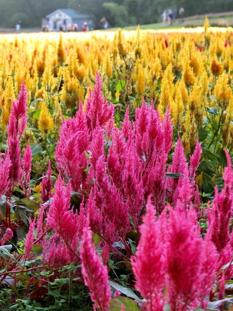 来年に乞うご期待 森林公園の羽毛ケイトウ 黄色い電車に乗せて