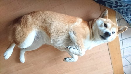 ホ・オポノポノが続かない たった1つの理由と解決方法②_b0207632_00193661.jpg
