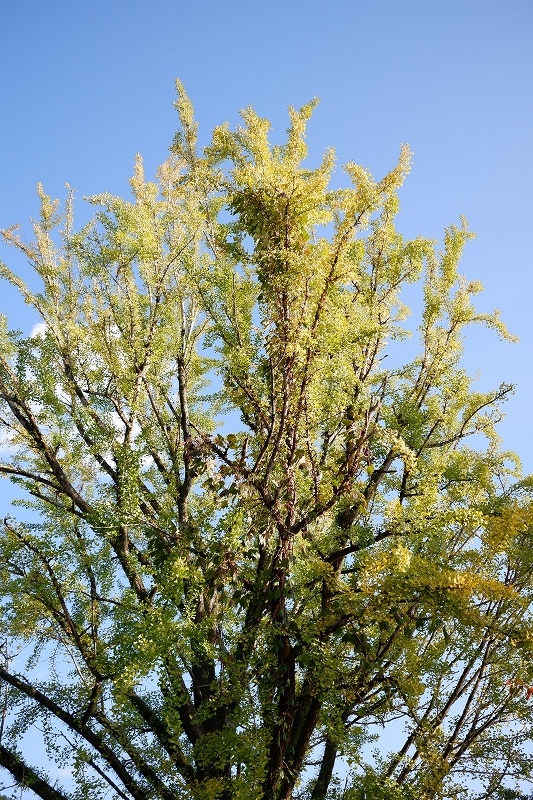 e0374932_07201215.jpg