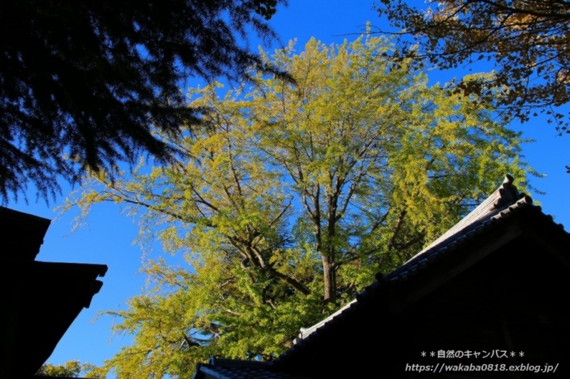 e0052135_17103523.jpg