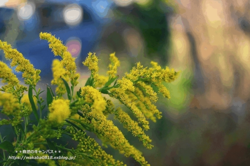 e0052135_22581113.jpg