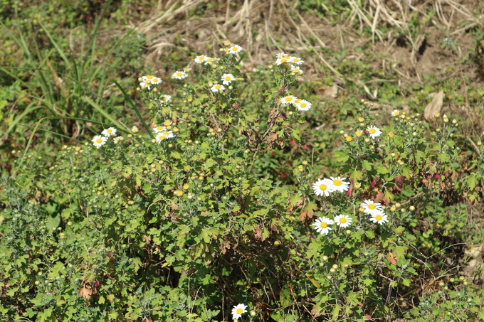 e0272335_20274127.jpg
