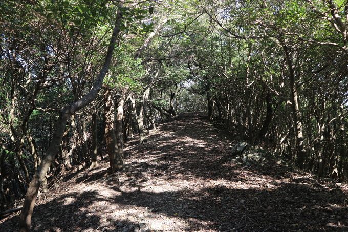 再び熊野江神社（ヤッコソウ）＆高平山（ツメレンゲ）！_e0272335_21373269.jpg