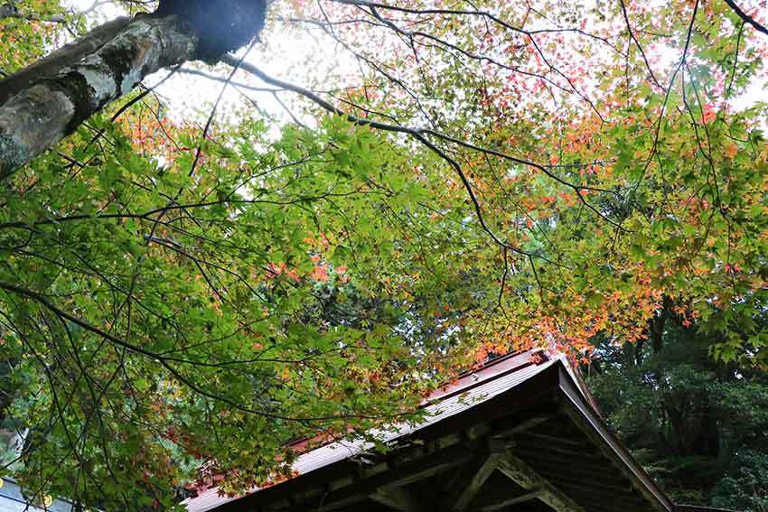 神山町の「古民家」と卑弥呼の寺「悲願寺」♪_d0058941_19395228.jpg