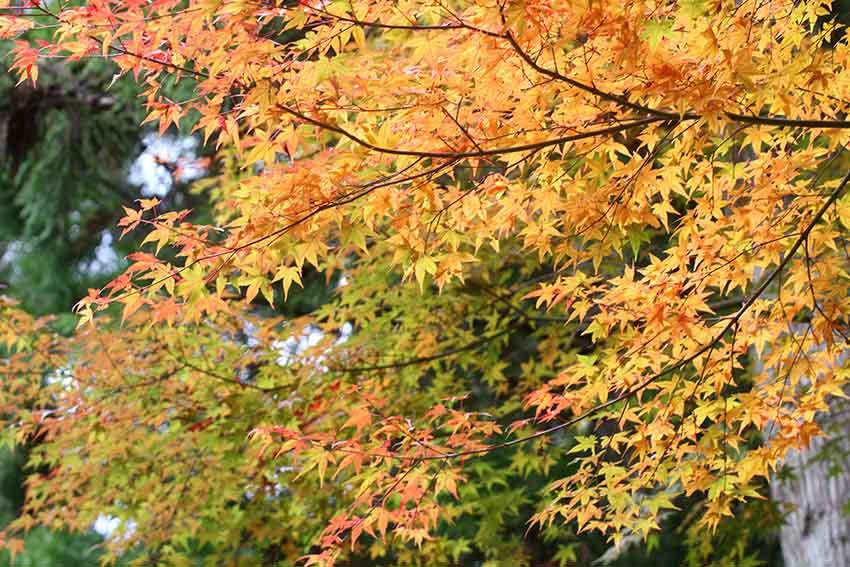 神山町の「古民家」と卑弥呼の寺「悲願寺」♪_d0058941_19541753.jpg