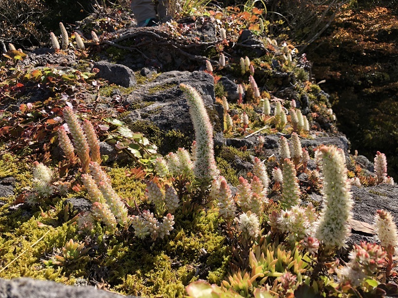 e0164643_11255555.jpg