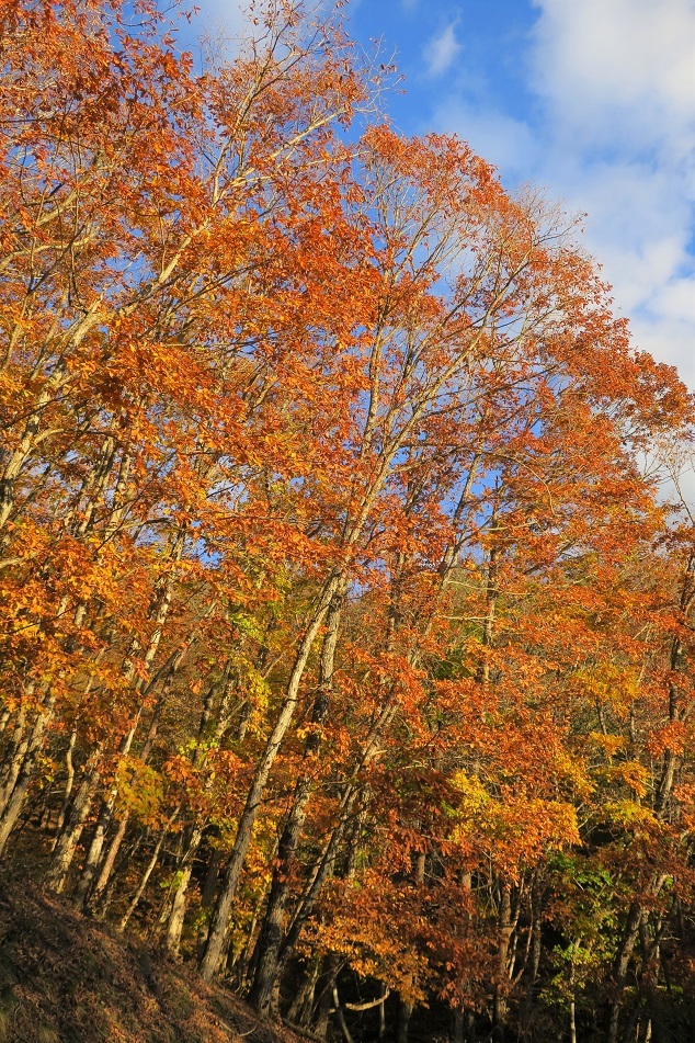 瑞牆山　紅葉ハイキング　2018_a0286351_15043750.jpg