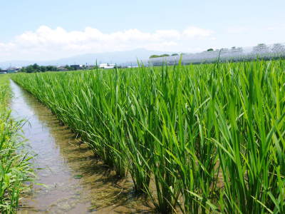 熊本の美味しいお米（七城米、菊池水源棚田米、砂田のれんげ米）大好評発売中！こだわり紹介2018　その1_a0254656_18211549.jpg