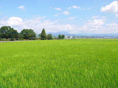 熊本の美味しいお米(七城米、菊池水源棚田米、砂田のれんげ米)大好評発売中!こだわり紹介2018 その1_a0254656_18271852.jpg