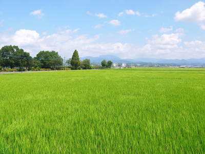 熊本の美味しいお米（七城米、菊池水源棚田米、砂田のれんげ米）大好評発売中！こだわり紹介2018　その1_a0254656_18271852.jpg