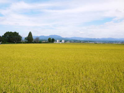 熊本の美味しいお米（七城米、菊池水源棚田米、砂田のれんげ米）大好評発売中！こだわり紹介2018　その1_a0254656_18304146.jpg