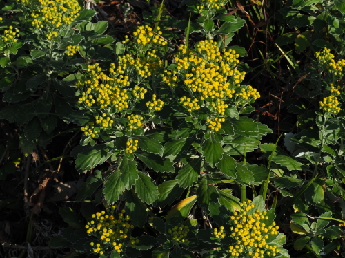 f0348480_17500198.jpg