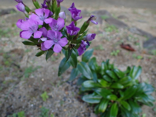 f0348480_17542824.jpg