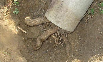 f0003283_07391021.jpg