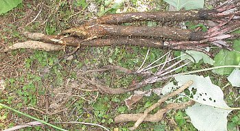 f0003283_07392061.jpg