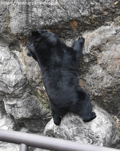 ２０１８年１０月　とくしま動物園　その３_a0052986_8524489.jpg