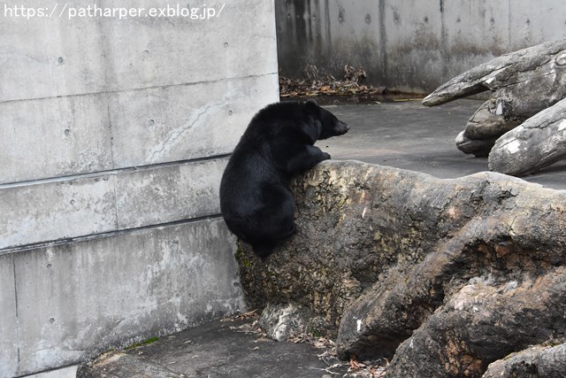 ２０１８年１０月　とくしま動物園　その３_a0052986_853269.jpg