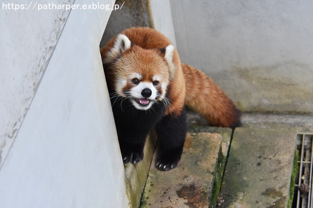 ２０１８年１０月　とくしま動物園　その３_a0052986_914080.jpg