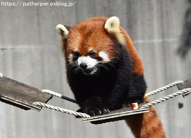 ２０１８年１０月　とくしま動物園　その３_a0052986_985933.jpg