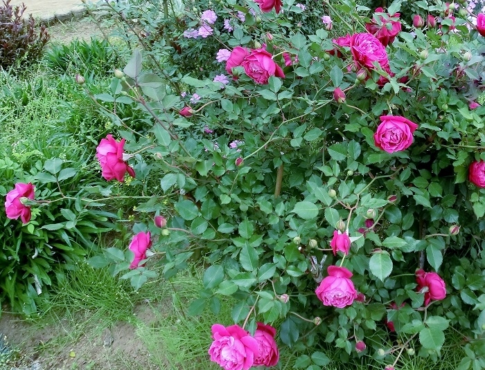 中国のバラ 2 Hebdo時季 とき の花 中国のバラ 2 Hebdo時季 とき の花
