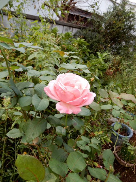 e0025300_1843433.jpg