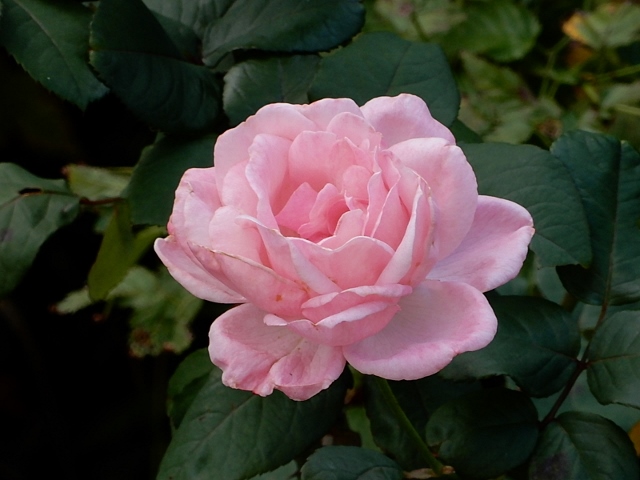e0025300_18441736.jpg