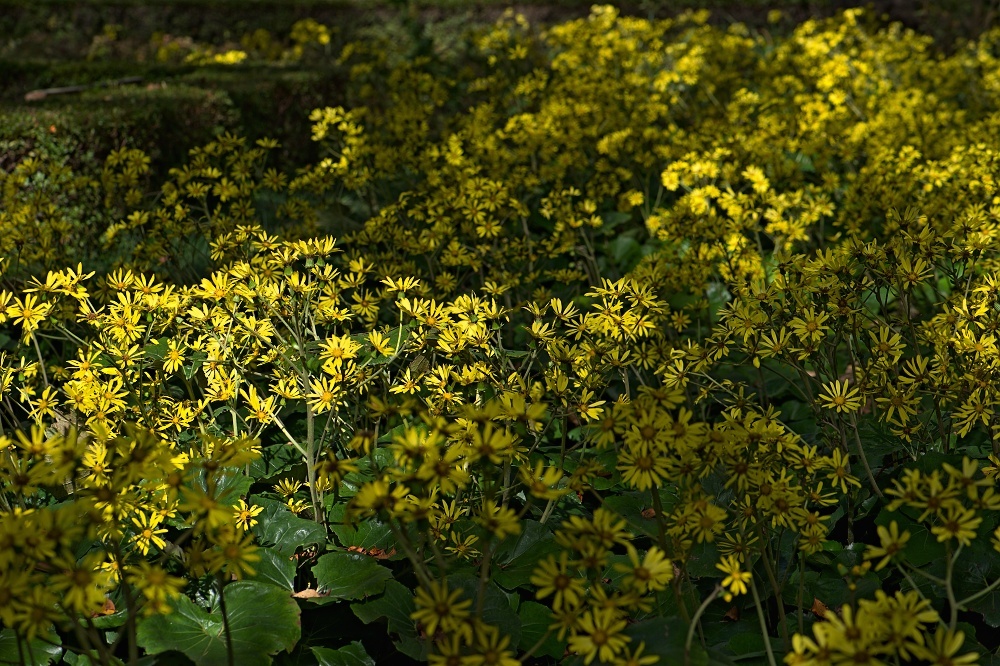 d0376905_14504771.jpg