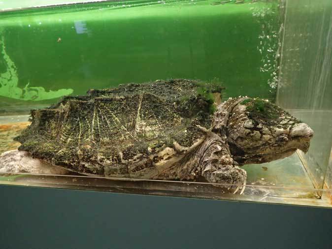 ワニガメと人食いナマズと子守をするカエル 東京タワー水族館 続々 動物園ありマス