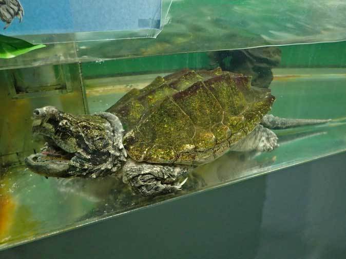 ワニガメと人食いナマズと子守をするカエル 東京タワー水族館 続々 動物園ありマス