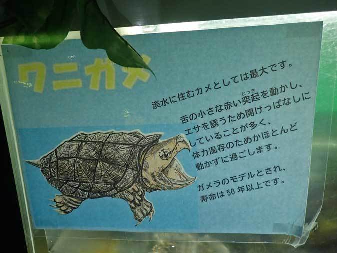 ワニガメと人食いナマズと子守をするカエル 東京タワー水族館 続々 動物園ありマス