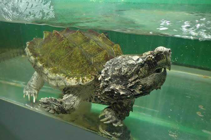 ワニガメと人食いナマズと子守をするカエル 東京タワー水族館 続々 動物園ありマス