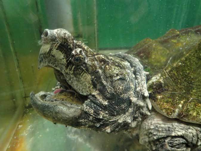 ワニガメと人食いナマズと子守をするカエル 東京タワー水族館 続々 動物園ありマス