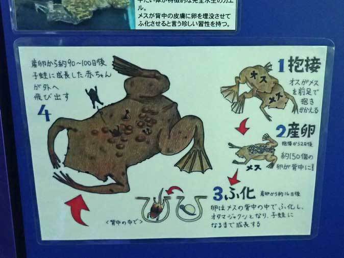 ワニガメと人食いナマズと子守をするカエル 東京タワー水族館 続々 動物園ありマス