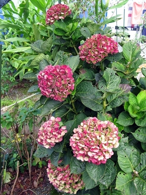 秋色紫陽花 西安でリース作りました_f0129726_18211992.jpg