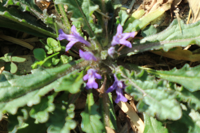e0272335_1682281.jpg