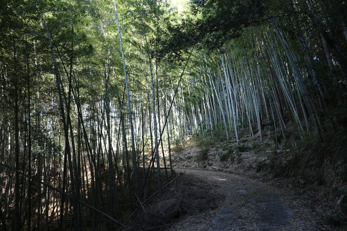 里山歩き・（トギシ山で冬の花蕨）＆（白石山でコウヤボウキ）を楽しむ！_e0272335_1692817.jpg