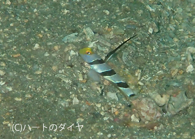 b0163039_16305583.jpg