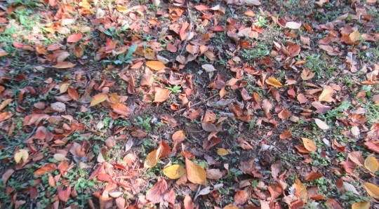 e0082045_13103845.jpg