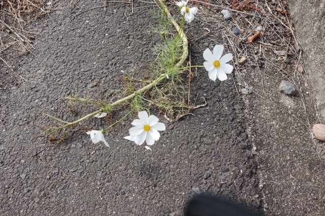 d0101846_06254216.jpeg