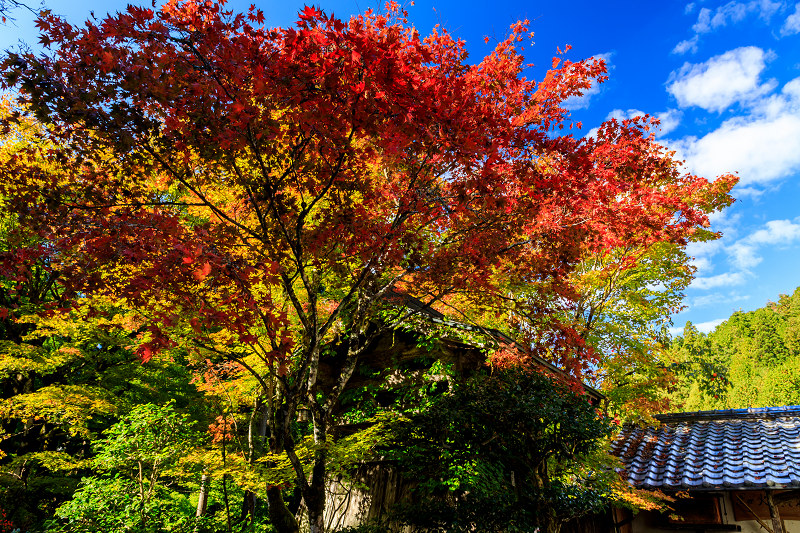 Prologue！京の紅葉2018　染まりゆく常照皇寺_f0155048_01518.jpg