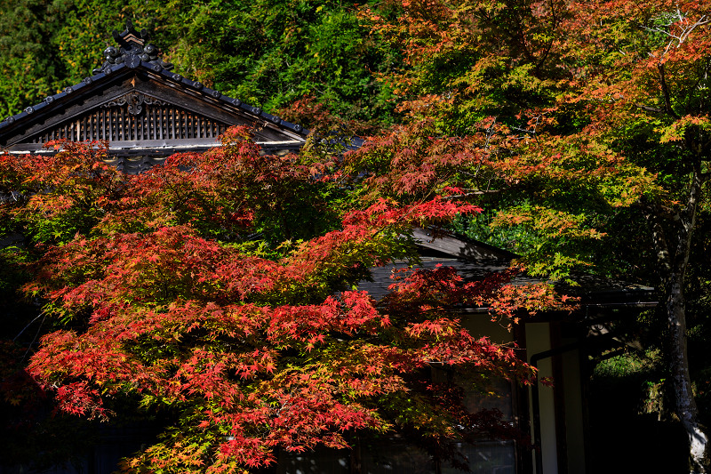 Prologue！京の紅葉2018　染まりゆく常照皇寺_f0155048_032343.jpg